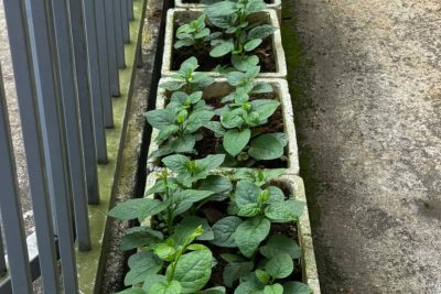 HỘI THI TRANG TRÍ MÔI TRƯỜNG TRONG LỚP